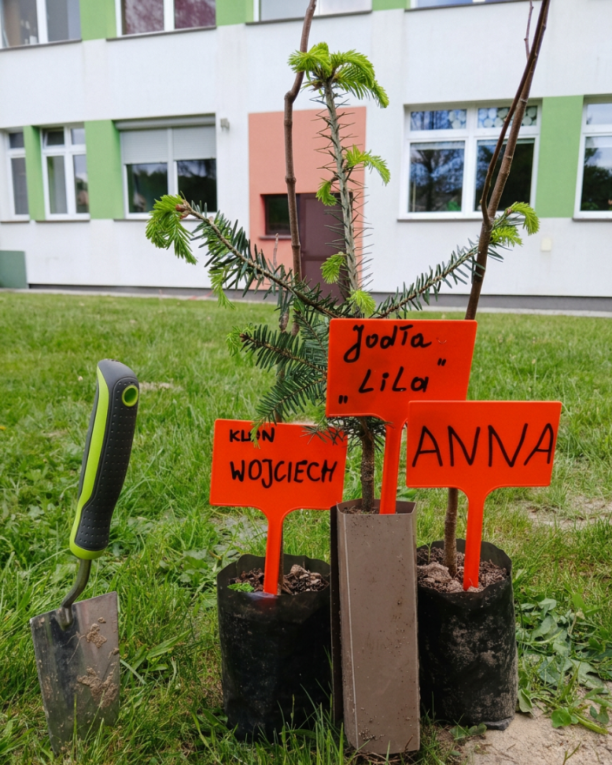 Sadzimy drzewko